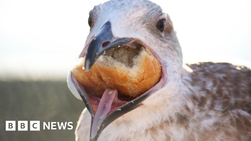 Scientists probe gulls' 'weird and wonderful' appetites