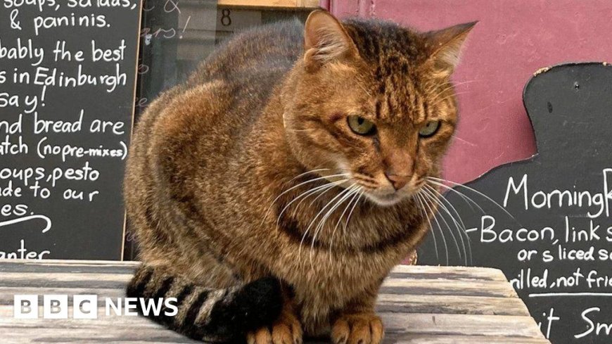 Statue plan for Edinburgh's famous west end cat