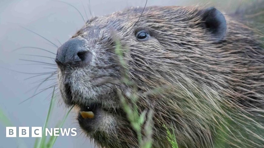 Wild beaver release approved for England