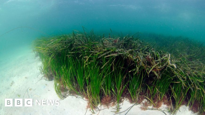 Project to restore 'vital' seagrass around Scotland