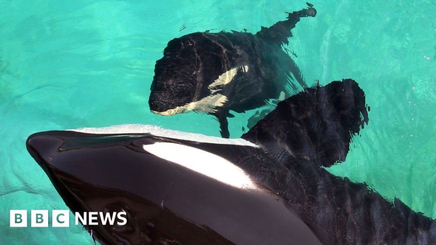 'They don't belong in the Med': Fate of mother orca and son still uncertain