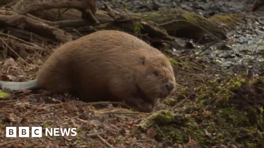 First beavers from Scotland released in England