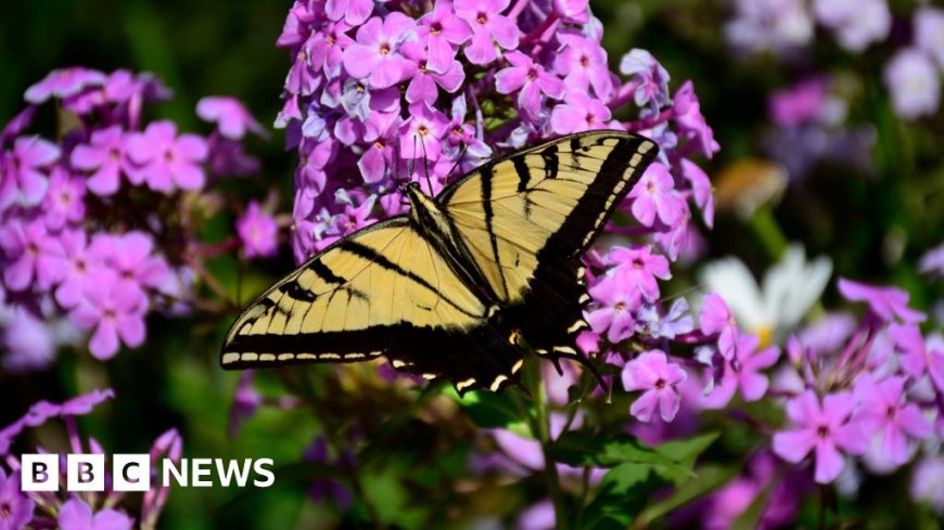 US lost a fifth of its butterflies within two decades