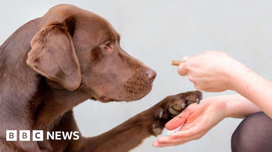 Genetic drive to overeat found in labradors and humans