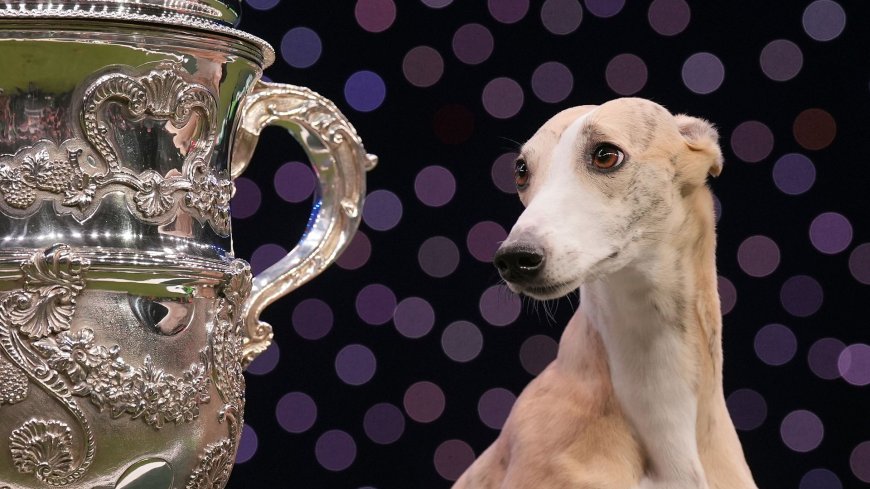 Whippet becomes first Italian dog to win Crufts in its 134-year history