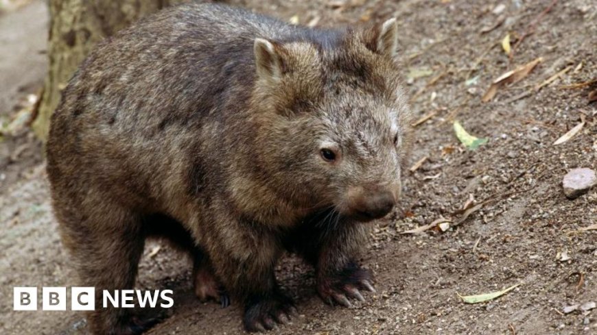 US influencer draws backlash for stealing baby wombat from mum