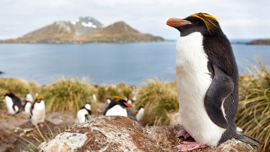 The waters once ran red with whale blood - now this island is a conservation success story