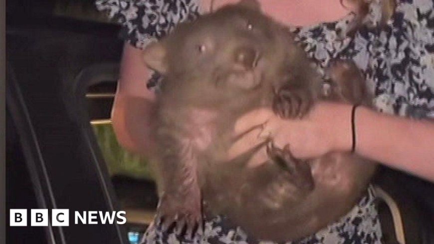 The row over baby wombat grabbed by an influencer… in 60 seconds