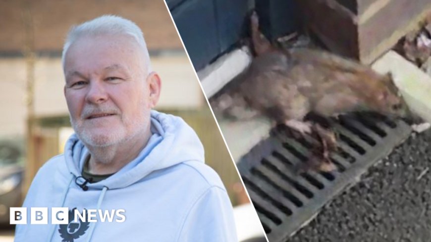 'A constant worry' - Man scared to open front door as rat reports rise