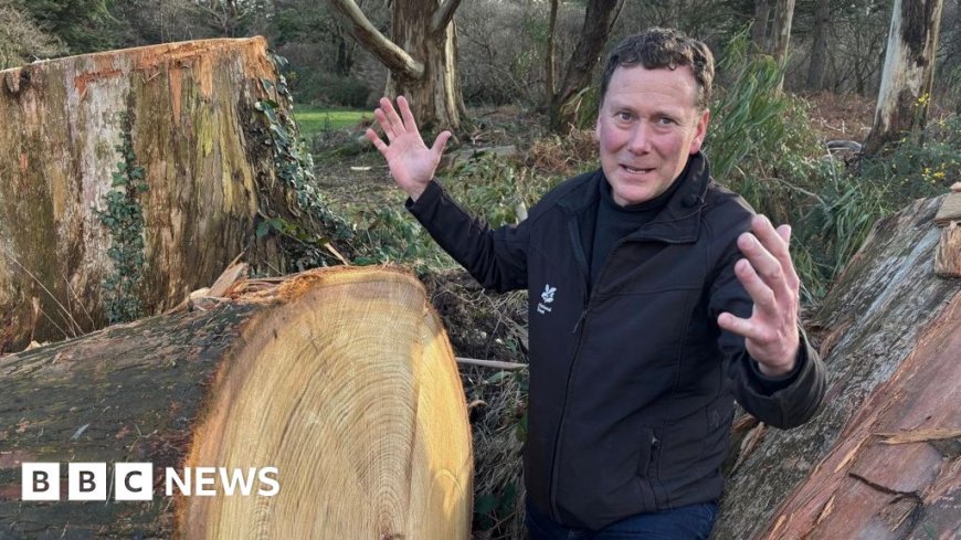 Loss of trees in Storm Éowyn is 'like losing a cathedral'